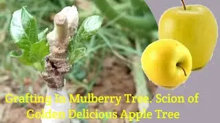 |Apple Grafting | in |Mulberry Tree| A |Quick Results | Golden Apple | Scion | Successful Results|