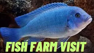 Iguana People go to a local fish farm to pick out some new fish for their tank!