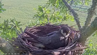 Hobby chick first flight 11th Aug 2024
