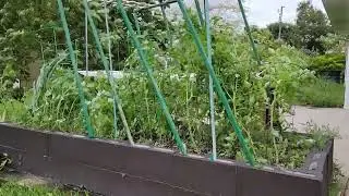 Relaxing Wind Sounds from Hurricane Ian 🌀 Passing By South Florida Organic Garden