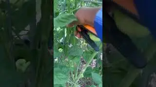 Proper tomatoes pruning techniques are important to maximize bountiful harvest.