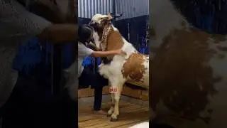 RUSTAM GOAT FARM ❤️ #bakraeid #bakraeid2024 #bakraeidspecial #bakra #goats #trending #biggoats