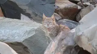 Swild's Shorts vol.19 - Chinese Mountain Cat