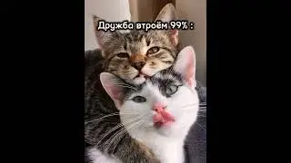 #дружбавтроём #моилюбимки #подруги#тренд2024 #идеянемоя #лыблюих#💞#не по каналу# лиза#кристина#видео