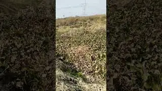 jbl bass test