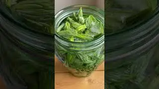 Fermented Spruce tip pickles! Taste & learn during our upcoming Fermentation class Sunday June 4th