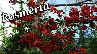 Rosmerta - Gallo-Roman Religion