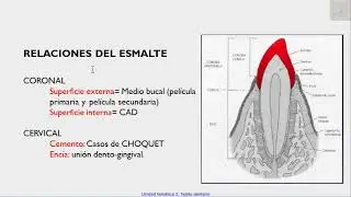 Esmalte dental parte I
