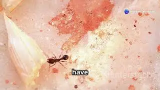 5 Weirdest Animal Defense Moves You Won't believe