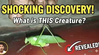 OMG! This Green Insect Looks Unreal 😱 | Shocking Close-Up