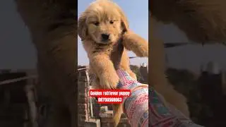 08750568063 👍 happykennel Golden retriever dog puppy for sale in 🥰 #trending #viral #delhincr