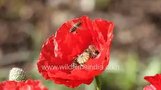 Pollination on Papaver Rhoeas (Common Poppy) Cinematic Nature Footage