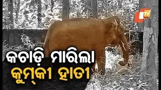 Kumki elephant &lsquo;Yashoda&rsquo; tramples man to death in Angul