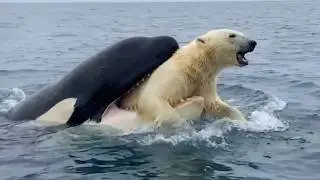 KILLER WHALE VS POLAR BEAR | Orca Shows Why It&rsquo;s Called a Killer Whale