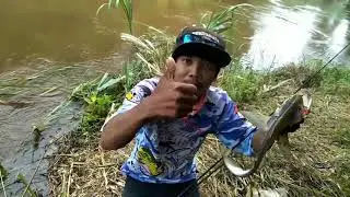 MANCING IKAN PREDATOR LAIS TABIRING | LAIS TEMBIRING | MANCING DI SUNGAI KATINGAN KALIMANTAN TENGAH