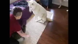 Wolf dog meets cat for the first time.