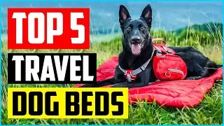 Top 5 Best Portable Roll Up Travel Dog Beds in 2022 Reviews