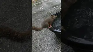Nobody is as busy as Douglas Squirrel