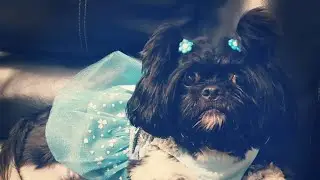 Trying dog clothes from wish