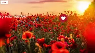 Rose Garden - Lynn Anderson - Lyrics