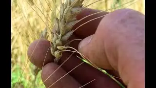 Small scale wheat harvest