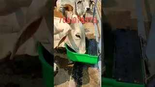 Cow drinking water bowl automatic 7891078978