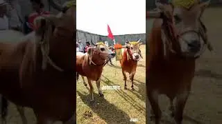 Kerapan Sapi Ketapang 2018 Jet Matic vs Batuporon (hadiah mobil)