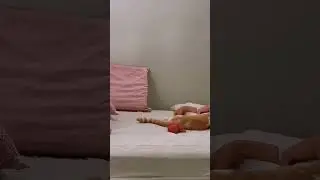 wiggly tail 😹💗funny Cat MILO |Milothefurball