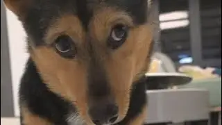 Cute animals compilation #19 