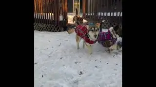 Epic Corgi Face Plant (Eggnog the Corgi is Ridin' Dirty)