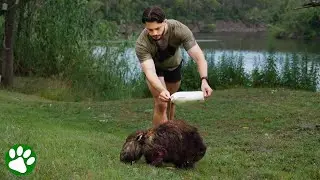 Guy chases down wombats trying to save their lives