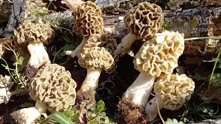 Morchella esculenta.Seta colmenilla.buen comestibles.13 Aprile 2022😋😋
