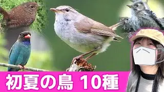鳥のさえずり♪初夏の里山は鳥がいっぱい！【野鳥撮影vlog】