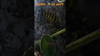 Wasp attacking ants / Gu&ecirc;pe attaquant des fourmis #nature #wildlife #suisse #wasp #gu&ecirc;pe #ant fourmi