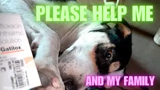How to treat dog eye problem | Scooby | Dog eye problem | House full of dogs | Street dog happy life