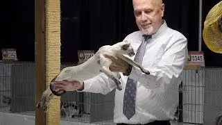 CFA International Cat Show 2017 - Championship ColorPoints