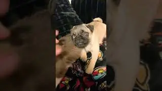 Asian dog bros