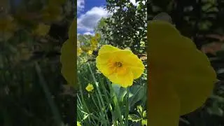 Narcyzy, ż&oacute;łte kwiaty wiosenne, cebulowe, żonkil, Narcissus, garden, gardening, flowers, ogr&oacute;dek.