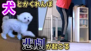 なぜこうなる、、、愛犬の様子が明らかにおかしい【犬とかくれんぼでの悲劇】