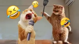 Try Not To Laugh 🤣 Funniest Dogs and Cats Clips 2026 😄 #funny_animals #animals #funny_videos