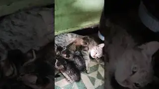 Cat and kittens #cat #kitten #trending #love #cat #cutecat