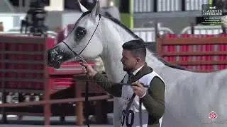 N 200 CW GLAMOUR GIRL   7th Souq Waqif International Arabian Horse Show 2026   Mares 7 10 Years Old