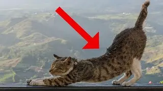 MISTERIO: ¿POR QUÉ TU GATO SE ESTIRA CUANDO TE VE? 🔥
