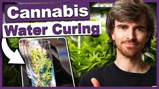 🥦 Water Curing - Ernte ins Wasser statt an die Luft?!? - In 14 Tagen geruchsfrei zum Endprodukt