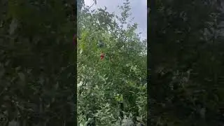 Гранат созревает