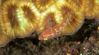 diving Seraya, Tulamben, Bali, Indonesia 181125 2B
