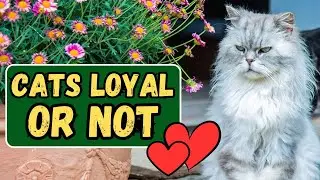 How Loyal Are Cats To Their Owners?