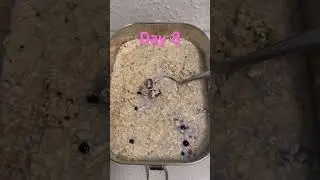 Eating oats + flaxseeds every day #8 #affordable #plantbased