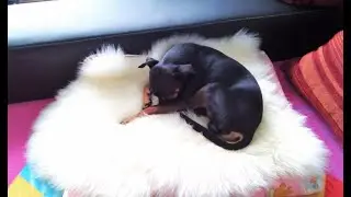 Jasko , neugieriger Hund - мой любознательный пёс.