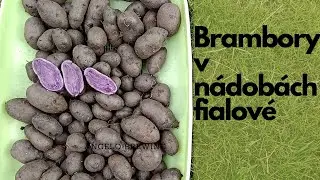 Brambory v nádobách. Fialové. Pflanzkartoffeln blaue
